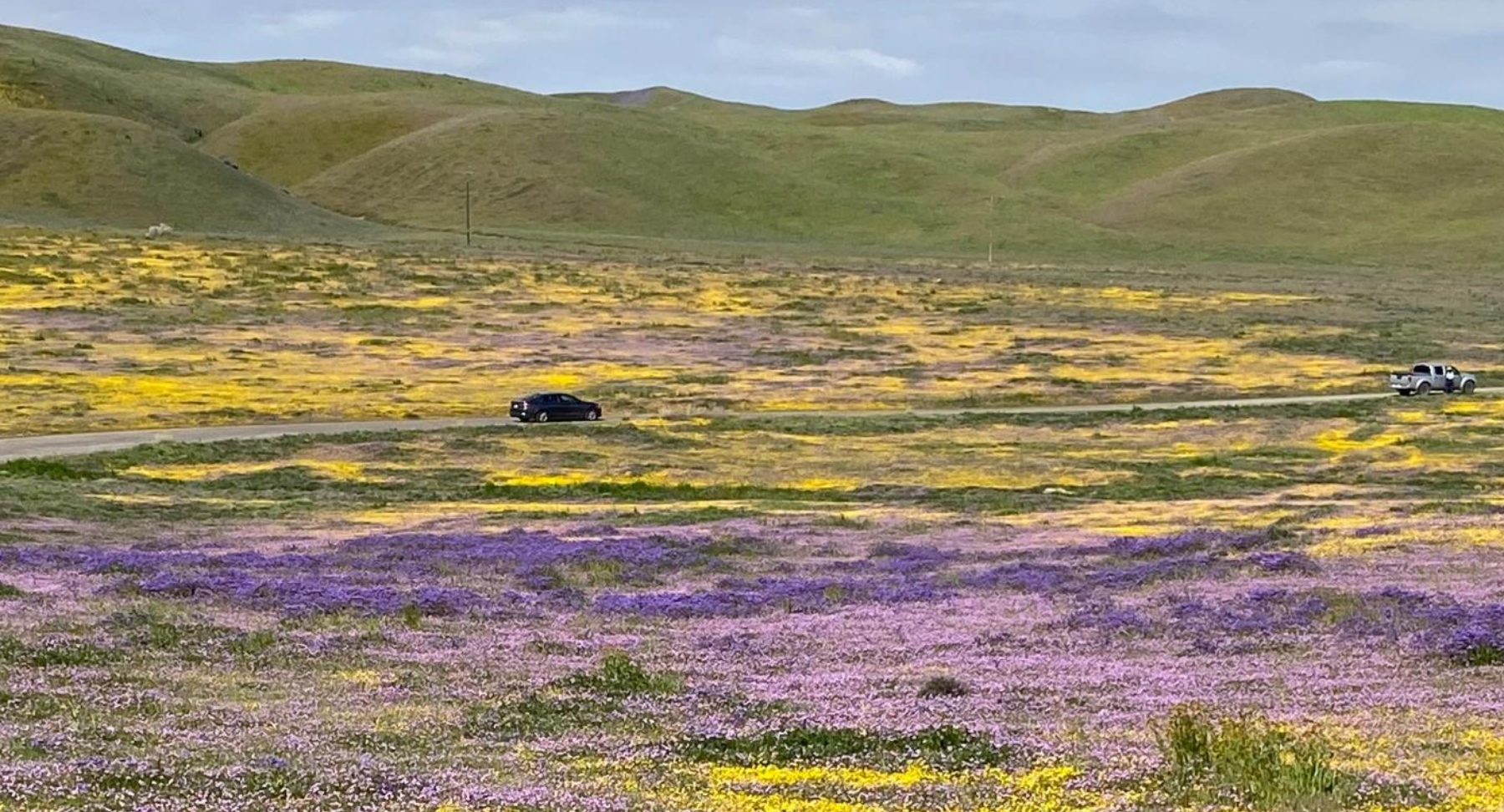Image of multiple hills over flatland, with the flatland being covered in yellow and purple flowers. A road also goes through the flatland, with two cars riding on it.